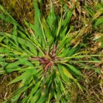 Crabgrass in the lawn