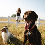 Flea and tick control to help your pets