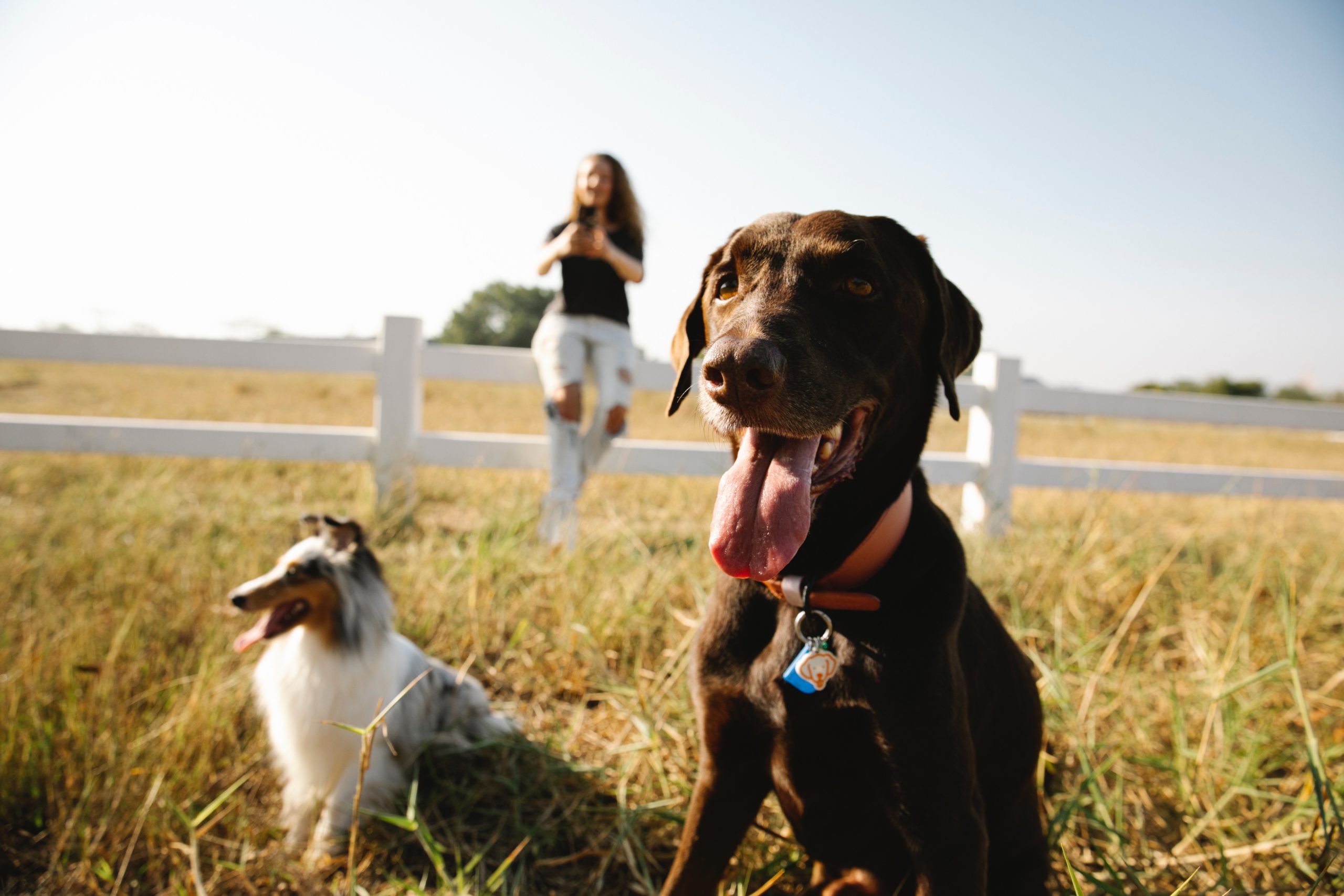 Flea and tick control to help your pets