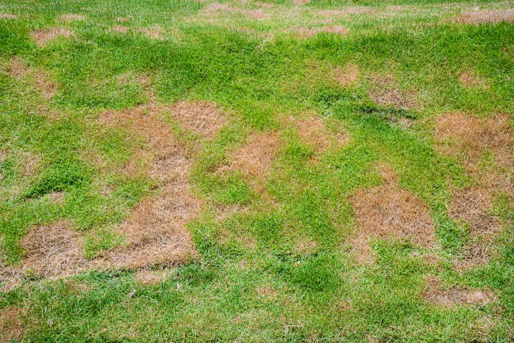 lawn-fungus-damage-cincinnati - Warren Lawn